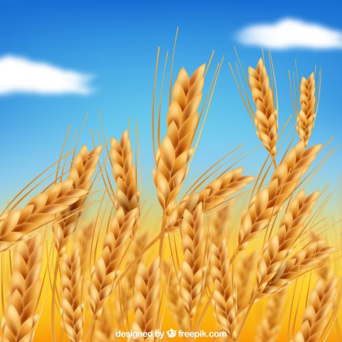 गेहूं | Khabrain Hindustan | कीमतें 8% से अधिक बढ़ गई | मिलर्स को गेहूं बेचना शुरू |