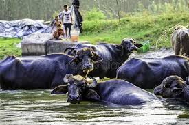 पंजाब | Khabrain Hindustan | गाय और भैंसों | भारी नुकसान |